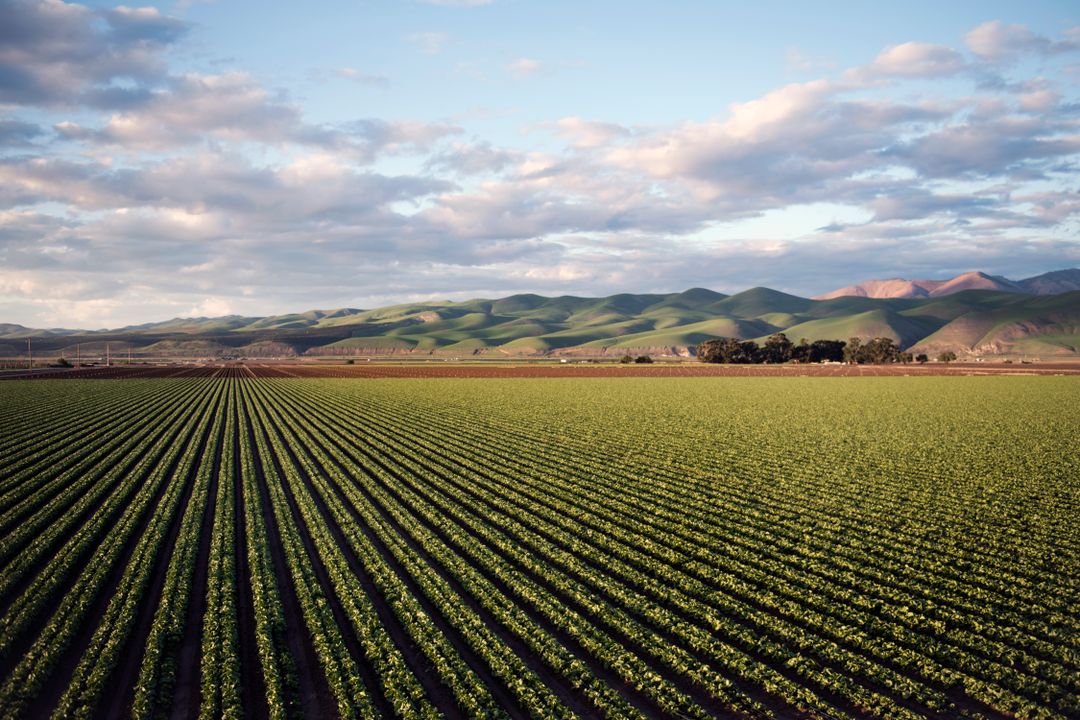 IoT in Agriculture: Smart Farming, Precision Agriculture, and Connected Fields